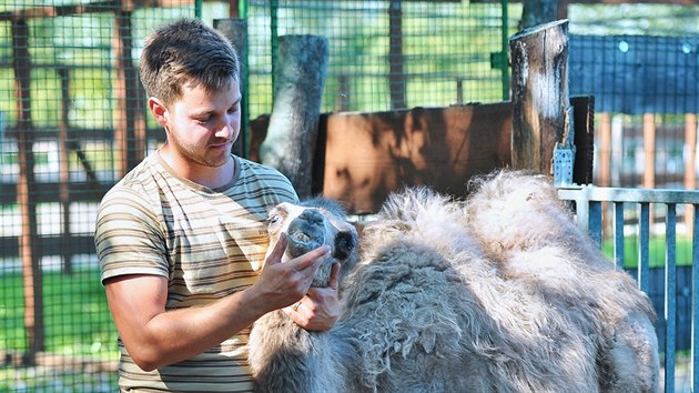 Dve zjmov chov vce ne padesti druh zvat v Sedlci u Mikulova m od letonho jara oficiln licenci zoologick zahrady. Zoolog Tom Hylk chod tmsn velbloud samiku krmit z lahve kad ti hodiny.