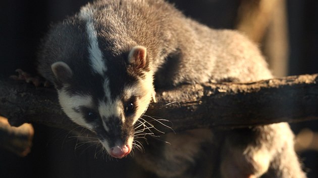 V brnnsk zoo je po nkolikamsn karantn k vidn dvojice jezevc hndch, kte se jinde v Evrop nechovaj.