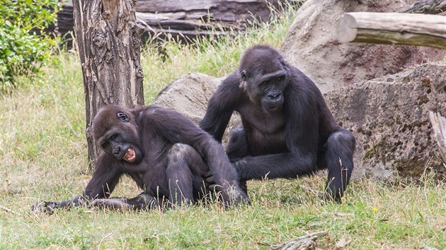 Kiburi a Nuru se kočkují ve venkovním výběhu Pavilonu goril Zoo Praha. 