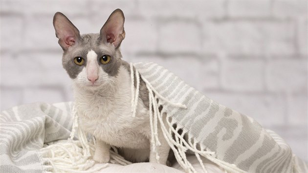 Cornish rex je britsk plemeno vylechtn v roce 1950, tedy pomrn mlad.