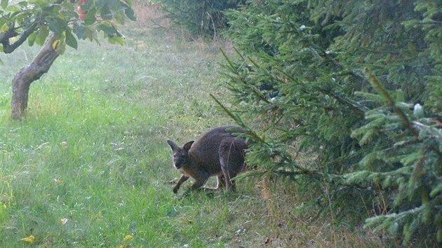 Uprchlý klokan v jedné ze zahrad na okraji Broumova (21.9.2018).