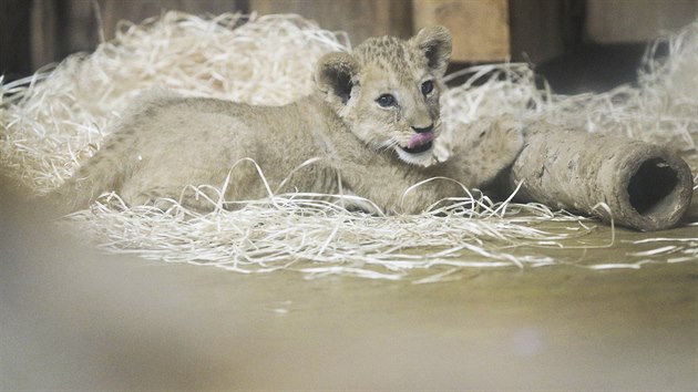 Luisa, tak se jmenuje nov prstek vzcnho lva  berberskho v plzesk zoo. (28. 9. 2018)