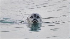 Amerití klimatologové a oceánologové monitorují na západ Grónska rozpad...