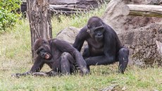 Kiburi a Nuru se kokují ve venkovním výbhu Pavilonu goril Zoo Praha. 