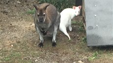 Neznámý zlod�j ukradl dvojici klokan� bennettových. Jedná se o poddruh klokana...