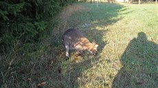 Uprchlý klokan v jedné ze zahrad na okraji Broumova (21.9.2018).