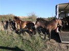 est divokch hebc druhu exmoorsk pony nalo nov domov na pastvinch u...