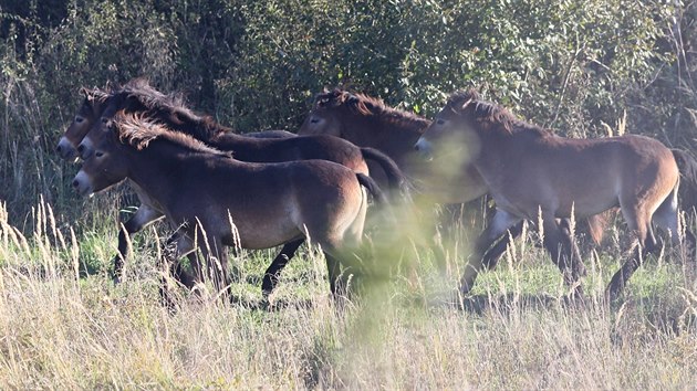 Šest divokých hřebců druhu exmoorský pony našlo nový domov na pastvinách u Šlovického vrchu na okraji Dobřan na Plzeňsku. (30. 9. 2018)