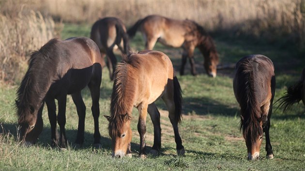 P�esto�e divoc� kon� museli zvl�dnout p�evoz ze st�edo�esk�ch Milovic, na nov� domov u Dob�an si rychle zvykli. (30. 9. 2018)