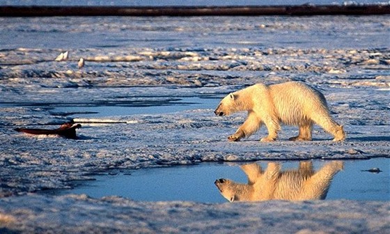 Úbytek ledu způsobený globálním oteplováním mění i návyky mnoha zvířat v...