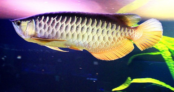 Baramundi malajský v praském akváriu Moský svt.