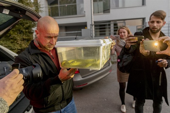 Odborník Tomá Bublík ukazuje odchycenou mambu zelenou (5. 10. 2018).