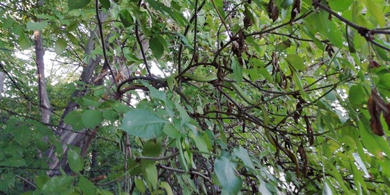 Strom v zahrádkáské osad v praských Hluboepích, kam v pátek narychlo pivolali Jana Masopusta, který má s odchytem had i jiných zvíat bohaté zkuenosti. 
