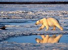 Úbytek ledu způsobený globálním oteplováním mění i návyky mnoha zvířat v...