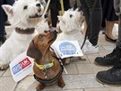Asi tisícovka lidí se dnes spolu se svými psy úastnila pochodu centrem Londýna...