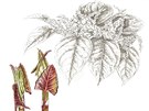 K�ídlatka (Reynoutria) 