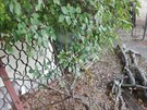 Zelený had (uprosted) poblí stromu v zahrádkáské osad v praských...