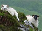 Ovce v Irsku potkáte na kadém kroku: na loukách, nad kolmými útesy vysoko nad...