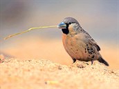 Na jihu Afriky ije ptk jmnem snova pospolit, podobn vrabci, kter si se...