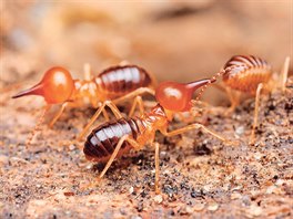 Hnzda tropickch termit mohou bt vysok a est metr, zatmco jejich...