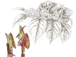 K�ídlatka (Reynoutria) 