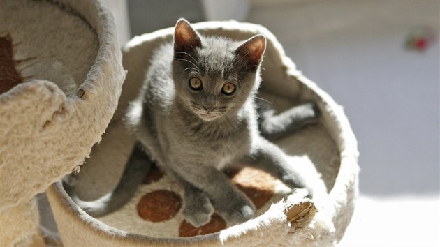VIDEO: Chovatelka koček má v domě porodnici i školku pro koťata
