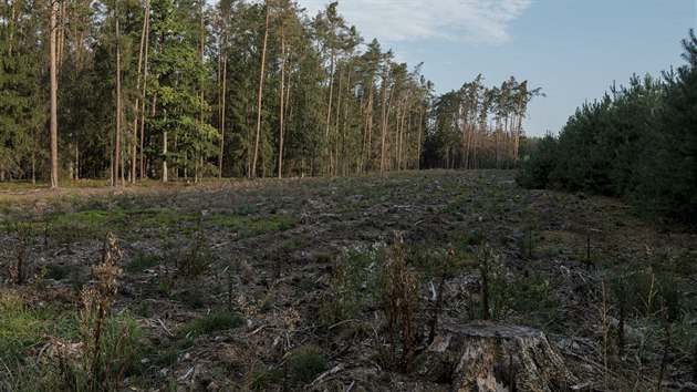 Lesní odborník Aleš Erber ze sdružení Pro Silva Bohemica prosazující šetrné hospodaření tvrdí, že pokud vlastníci a správci lesů nepodniknou rychlé kroky pro jejich záchranu, tak o ně můžeme přijít.