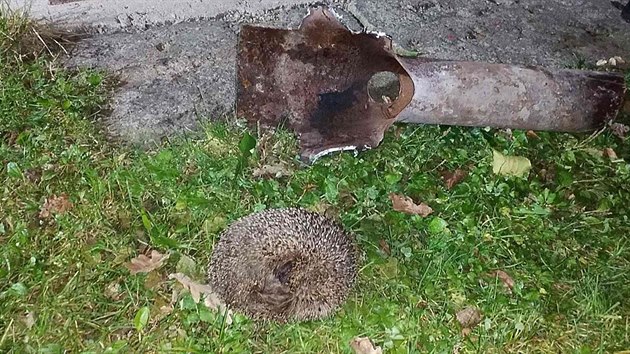 Žamberští hasiči zachránili dva ježky. (8.10.2018)