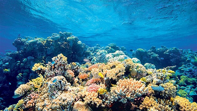 Největší zvířecí stavbou světa je Velký bariérový útes, více než 2 000 kilometrů dlouhé korálové dílo.
