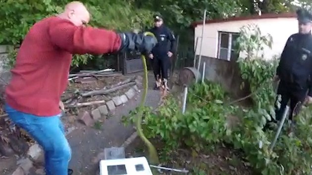 Policie zveejnila video z odchytu smrteln jedovat mamby zelen (5.10.2018)