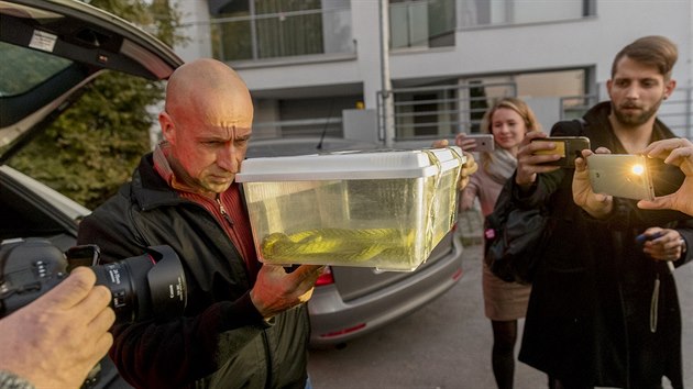 Odborník Tomáš Bublík ukazuje odchycenou mambu zelenou (5. 10. 2018).
