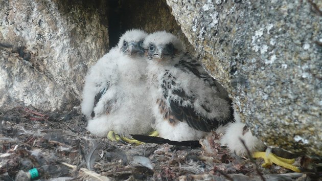 �umavsk� n�rodn� park hl�s� rekordn� po�et ml��at sokola st�hovav�ho. Osm p�r� letos vyvedlo celkem sedmn�ct potomk�.