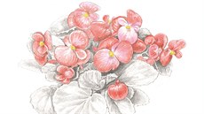 Begonie hlíznatá (Begonia tuberhybrida) 