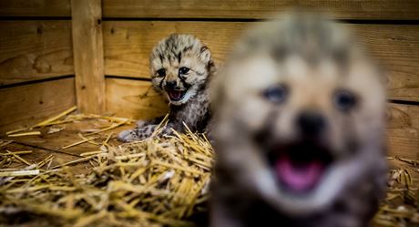 Gepard mlata v ZOO Dvr Krlov