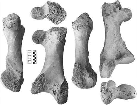 Stehenní kost druhu Vorombe titan, exemplá s katalogovým oznaením NHMUK A439...