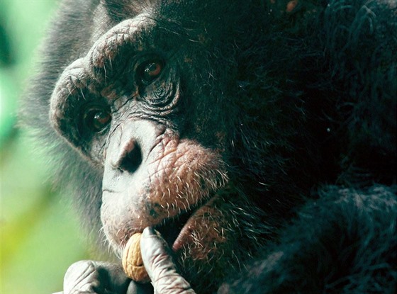 Šimpanz v ZOO Hodonín