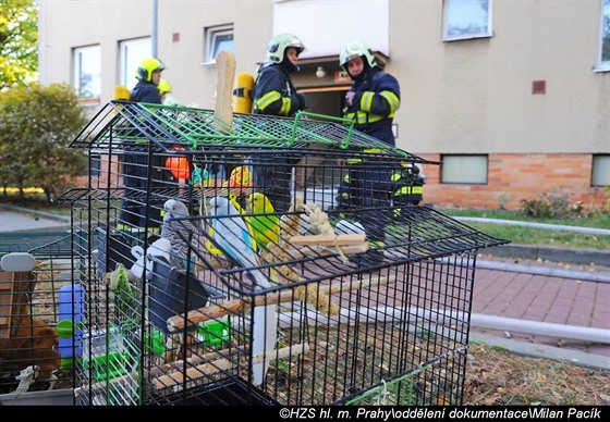 Zachránní papouci