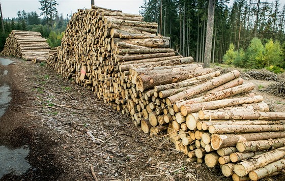 Vytěžené dřevo v lesích na Dačicku, které napadl kůrovec.
