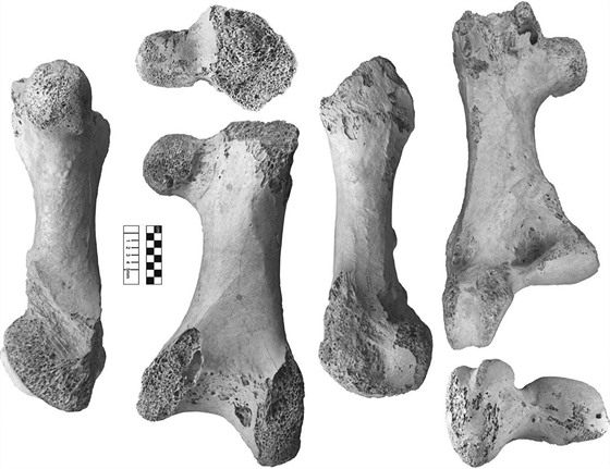 Stehenní kost druhu Vorombe titan, exemplář s katalogovým označením NHMUK A439...