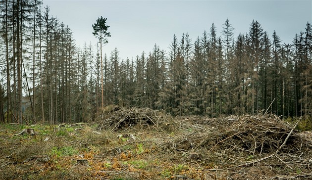 Krovec nií státní i soukromé lesy na Daicku.