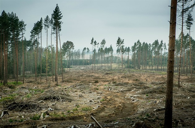 Krovec nií státní i soukromé lesy na Daicku. (2018)