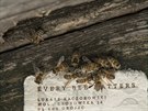 Recyklovaný papír by mohl pomoci klesajícímu stavu včel v Evropě.