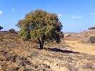 Statný korkový dub ve vnitrozemí Algarve