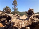 Korku (vpedu) v Algarve konkurují ím dál víc eukalypty (v pozadí).
