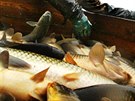 Veterinái naídili usmrcení ryb v rybníku Bukov na Pardubicku.