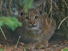 V libereck� zoo se narodila dv� rys� ml��ata.