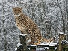 Samec geparda v ZOO Dvr Králové