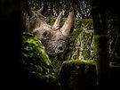 Samice nosoroce tuponosého Temba v ZOO Dvr Králové