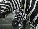 Ml�d� zebry v ZOO Dv�r Kr�lov�