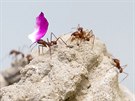 ZOO Hluboká nad Vltavou se zabývá i chovem mravenc a termit.